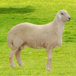 حري جذع ناهي