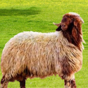 ذبيحة نعيمي هرفي (وسط)