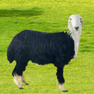 ذبيحة نجدي هرفي (وسط)