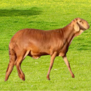 سواكني مرابي جذع وسط